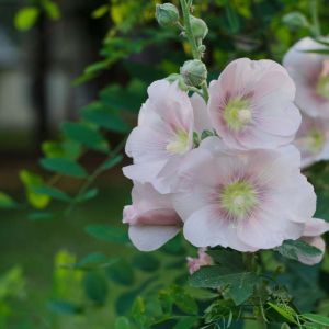 Lavatera ‘Rosea’ – Lavatera olbia ‘Rosea’ – Mallow – Tree Mallow – get a quote