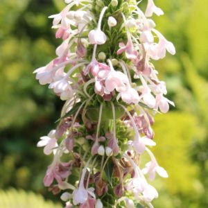 Morina longifolia – Whorlflower – Acanthocalyx – get a quote