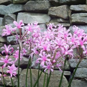 Nerine bowdenii – Pink Spider Lily – Large Pink Nerine – Spider Lily – Guernsey Lily – get a quote