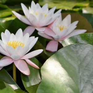 Nymphaea ‘Firecrest’ – Waterlily – get a quote