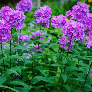 Phlox paniculata ‘Flame Purple’ – Garden Phlox get a quote