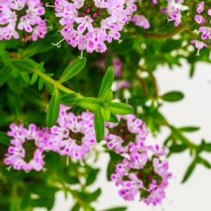 Satureja montana – Winter Savory – Savory – get a quote