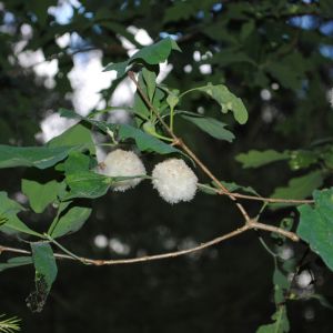 Wool Sower Gall Wasp – Callirhtis seminator get a quote