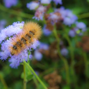 Silverspotted Tiger Moth – Lophocampa argentata get a quote