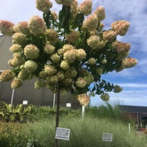 Hydrangea ‘Limelight Tree’ get a quote