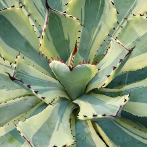 Agave potatorum ‘Kissho Kan’ – Lucky Crown Century Plant – get a quote