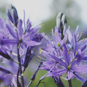 Camassia cusickii – Canass – Quamash – Camas – Beargrass – get a quote