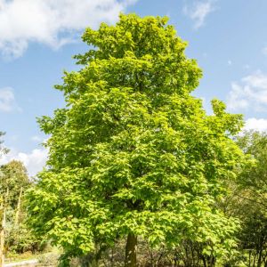 Catalpa speciosa – Northern Catalpa – Western Catalpa – Shawnee Wood – Indian Bean Tree – get a quote