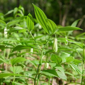 Disporum sessile – Prosartes – Fairy Bells – get a quote