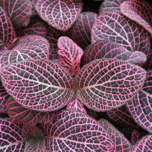 Fittonia Pink get a quote