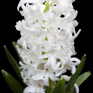 Hyacinthus ‘White Pearl’ – Hyacinth ‘White Pearl’ – get a quote