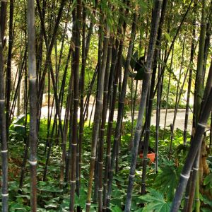 Phyllostachys nigra – Black Bamboo – get a quote
