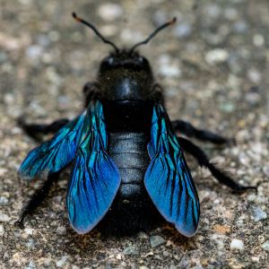 Large Carpenter Bees – Xylocopa spp. get a quote