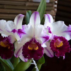 Cattleya – orchid get a quote