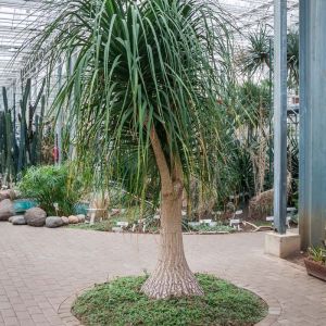 Beaucarnea recurvata – Nolina recurvata – Nolina tuberculata – Ponytail Palm – Ponytail Palm – get a quote