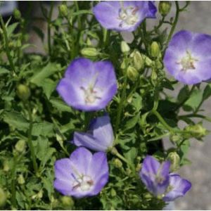 Campanula c. ‘Blue Chip’ – Carpatian bellflower – get a quote