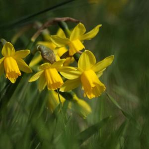 Narcissus ‘February Gold’ – Daffodil ‘February Gold’ get a quote