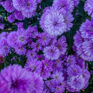 Hardy purple mum – Chrysanthemum get a quote