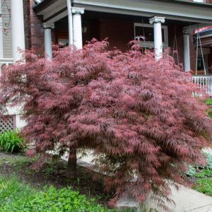 Acer palmatum ‘Crimson Queen’ – Maple get a quote