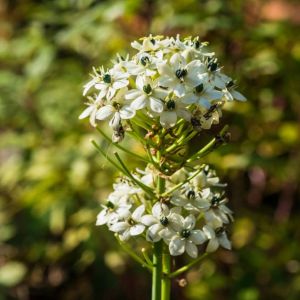 Ornithogalum saundersiae – Giant chincherinchee – Star-of-Bethlehem get a quote