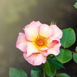 Rosa x odorata – Rose odorata get a quote