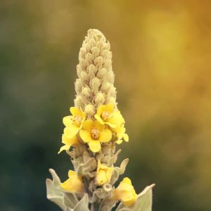 Verbascum thapsus ‘ Aaron’s rod ‘ Common mullein ‘ Flannel plant ‘ Celsia ‘ Mullein ‘ get a quote