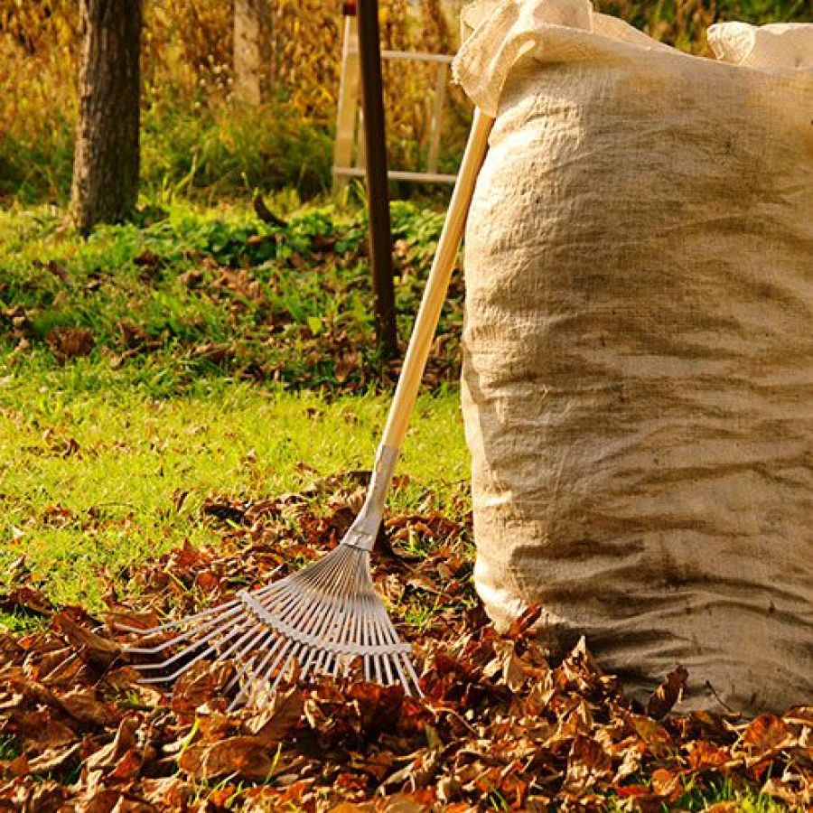 fall cleanup baging leaves