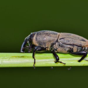 Hunting Billbug – Sphenophorus venatus vestitus get a quote