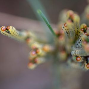 Redheaded Pine Sawfly – Neodiprion lecontei get a quote