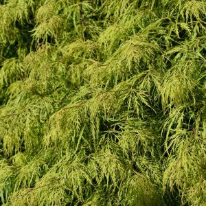Acer palmatum var. dissectum ‘Waterfall’ – Waterfall Japanese Maple – Maple get a quote