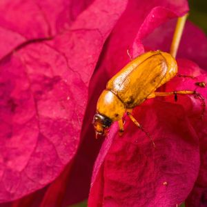 Northern Masked Chafer – Cyclocephala borealis get a quote