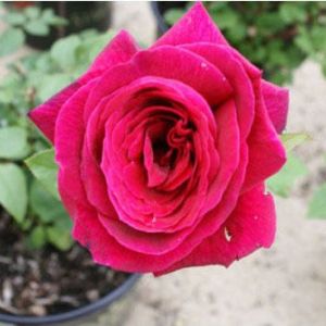 Rosa ‘Mister Lincoln’ –  Rose ‘Mister Lincoln’ get a quote