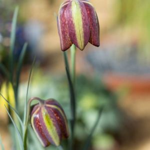 Fritillaria crassifolia – Fritillary – get a quote