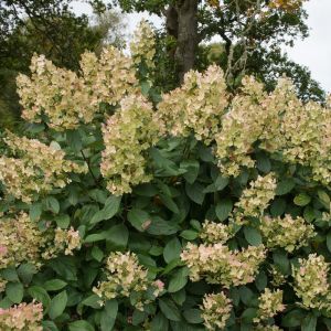 Hydrangea paniculata ‘Tardiva’ – Panicle Hydrangea – get a quote