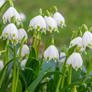 Leucojum vernum – Spring Snowflake – Snowflake – get a quote