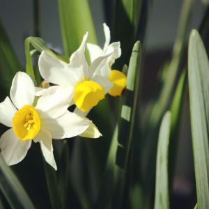 Narcissus canaliculatus – Daffodil canaliculatus get a quote