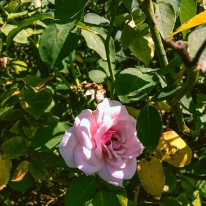 Rosa ‘Awakening’ – Rose ‘Probuzini’ – get a quote