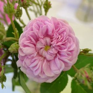 Rosa ‘Petite Lisette’ – Rose ‘Petite Lisette’ get a quote