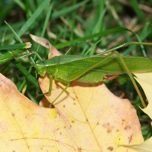 Broadwinged Katydid – Microcentrum rhombifolium get a quote