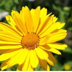 Heliopsis helianthoides ‘Venus’ – Ox Eye – get a quote