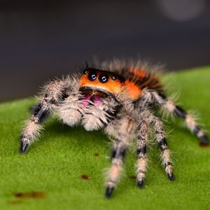 Jumping Spiders – Salticidae get a quote