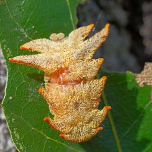 Hag Moth – Phobetron pithecium get a quote