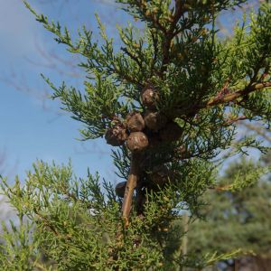 Cupressus goveniana var. abramsiana – Cypress – get a quote