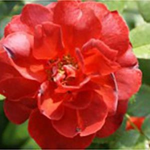 Rosa ‘Hot Cocoa’ – Rose ‘Hot Cocoa’ get a quote