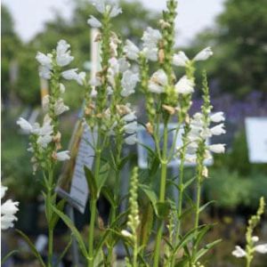 Physostegia v.r. ‘Miss Manners’ – Obedient plant – get a quote