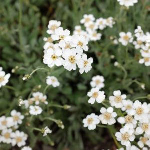 Achillea umbellata – Yarrow get a quote