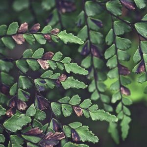 Adiantum formosum – Australian Maidenhair Fern – Giant Maidenhair Fern – Black-stem Maidenhair get a quote