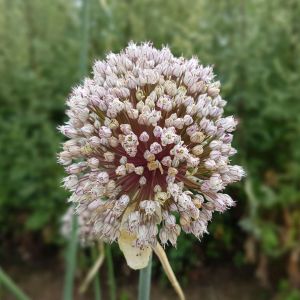 Allium porrum ‘Giant Winter Wila’ – Allium ampeloprasum var. porum ‘Giant Winter Wila’ – Leek – Onion get a quote