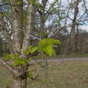 Crataegus chlorosarca – Hawthorn – May – get a quote