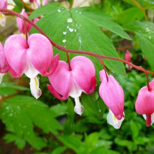 Dicentra spectabilis – Bleeding Heart – Lyre Flower – Bleeding Heart – get a quote